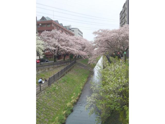 3月の桜です☆
